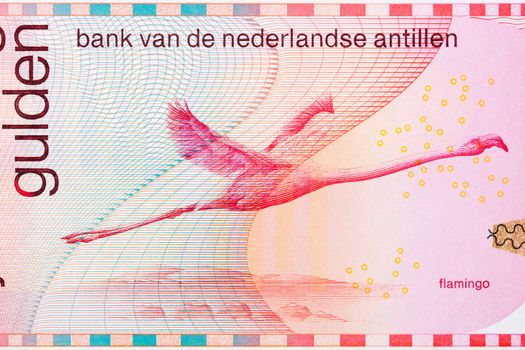 Flamingo from Netherlands Antillean money - guilder