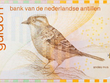 Andean sparrow from Netherlands Antillean money - guilder