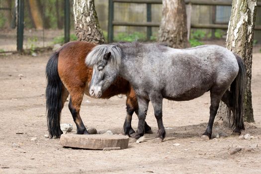 Two Ponies on the farm