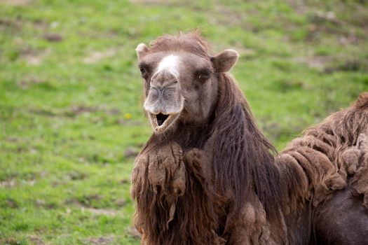 Camel resting in a clearing, a portrait