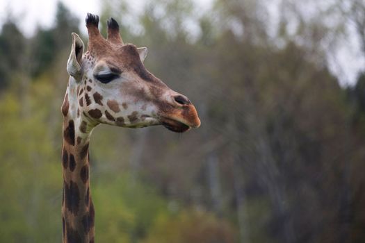 Portrait of a giraffe in a clearing