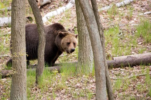 A brown bear in the forest in the wild