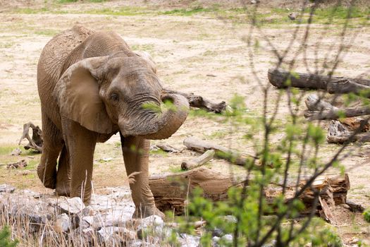 Elephant in a clearing