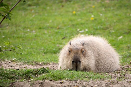 Capybara is resting in a clearing in the wild