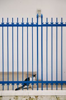 Tabby cat sits behind closed blue metal gate near white wall. High quality photo