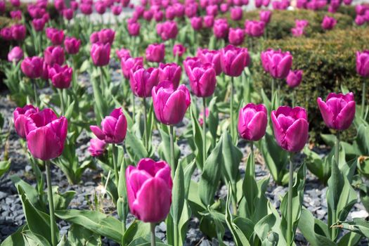 Purple tulips a background or texture