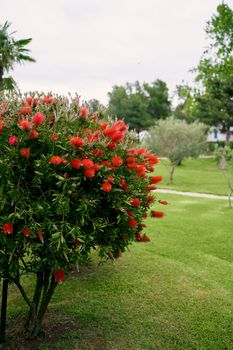 Beautiful manicured green callistemon bush with red flowers. High quality photo
