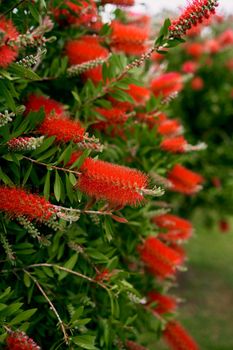 Large red callistemon flowers on a green bush. High quality photo