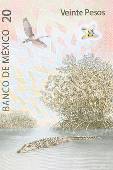 Mexican crocodile and roseate spoonbill from Mexican money - Pesos