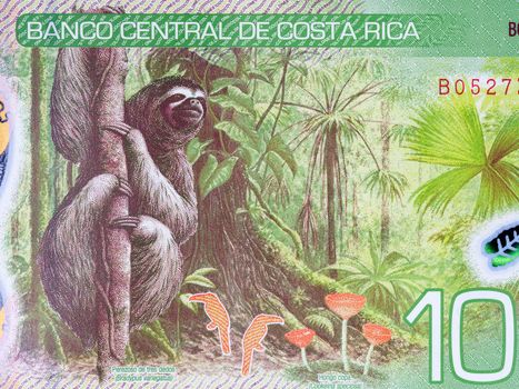 Mangrove swamp and White-headed capuchin from Costa Rican money - Colon