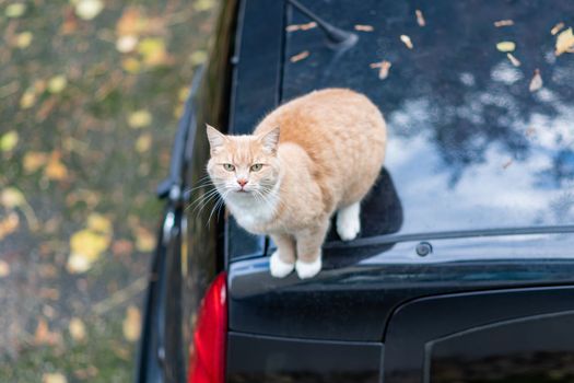 Red cat is sitting on the roof of the black car
