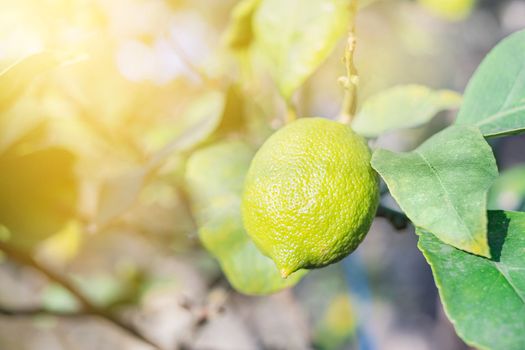 Fresh green not a ripe lemon on a branch on light background.