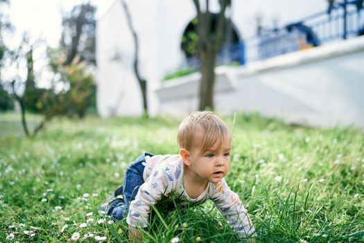 Kid crawls on the lawn among white daisies . High quality photo