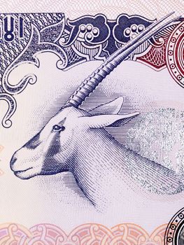 Oryx antelope from United Arab Emirates money - Dirham