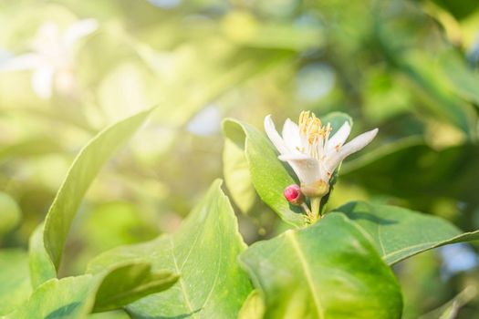 Lemon tree branches with flowers. Blooming, flowering trees.