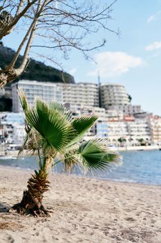 Palm tree on the beach against the background of new beautiful buildings in the town of Rafailovici, Montenegro. High quality photo