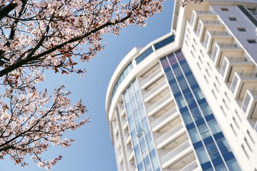 Blooming pink branches against the blue sky near a beautiful multi-storey building. Close-up. High quality photo