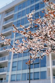 Branch of a fruit tree blooming with pink flowers with leaves on the background of a beautiful modern multi-storey building. High quality photo