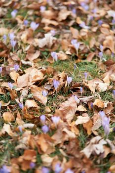 Blue wildflowers sprout through the fallen brown foliage among the green grass. Close-up. High quality photo