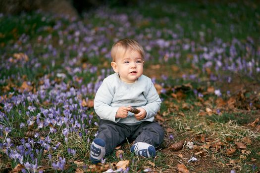 Cute baby sitting in a meadow among blooming crocuses and green grass, holding a fir cone in his hands. High quality photo