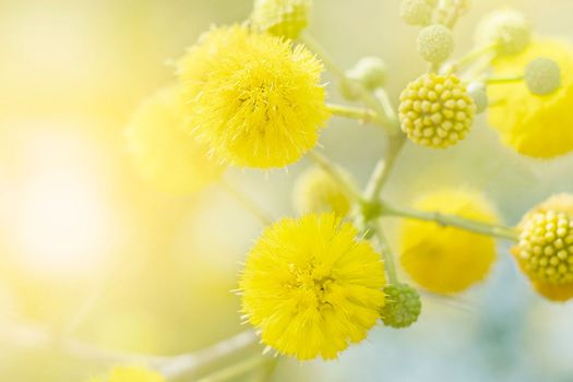 Blooming yellow mimosa close up on a light background.
