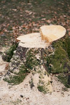 Stump from a cut down mossy tree with a bunch of sawdust around against a background of fallen leaves. Close-up. High quality photo