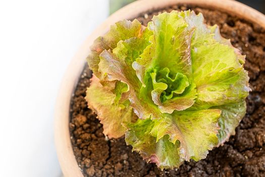 Growing salad at home. Close up of growing green salad in a flower pot. Top view