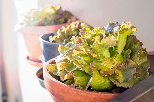 Growing salad at home. Close up of growing green salad in a flower pot.