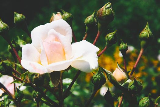a prickly bush or shrub that typically bears red, pink, yellow, or white fragrant flowers, native to north temperate regions