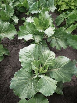 White cabbage grows in the garden. Top view, close-up.