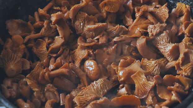 Chanterelles mushrooms are fried in a pan