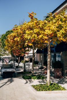 White golf cars are parked under trees with yellow leaves. Porto. Montenegro. High quality photo