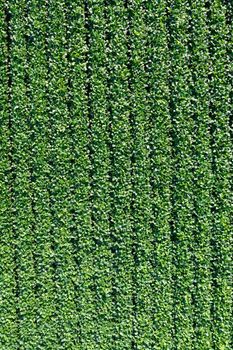 Aerial photographic documentation of a field dedicated to the cultivation of soybeans