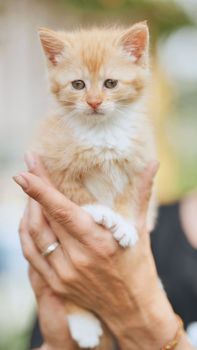 A ginger kitten in the arms of a woman. Smartphone version