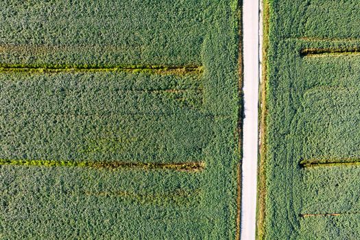 Aerial photographic documentation of a field dedicated to the cultivation of soybeans