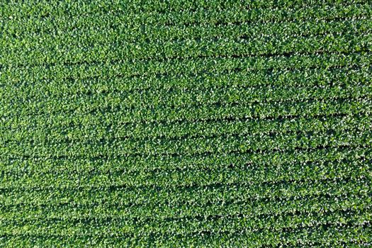 Aerial photographic documentation of a field dedicated to the cultivation of soybeans