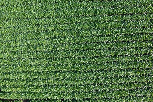 Aerial photographic documentation of a field dedicated to the cultivation of soybeans