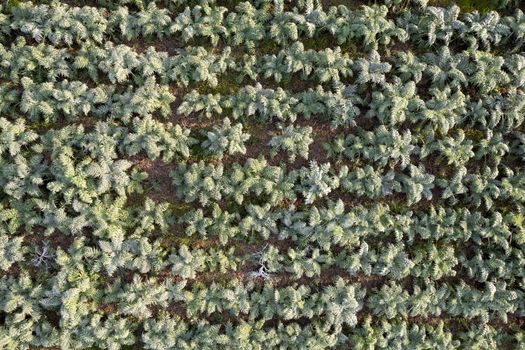 Aerial photographic documentation of a field planted with hunchback thistle winter vegetables 