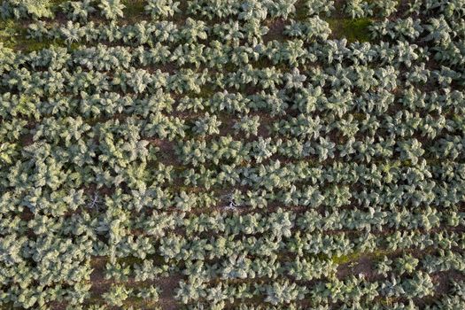 Aerial photographic documentation of a field planted with hunchback thistle winter vegetables 