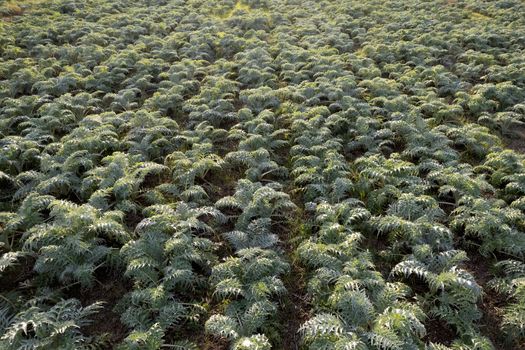 Aerial photographic documentation of a field planted with hunchback thistle winter vegetables 