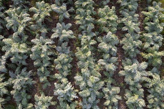 Aerial photographic documentation of a field planted with hunchback thistle winter vegetables 