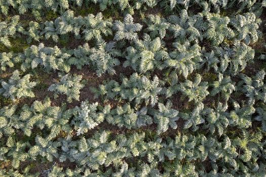 Aerial photographic documentation of a field planted with hunchback thistle winter vegetables 