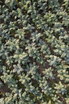 Aerial photographic documentation of a field planted with hunchback thistle winter vegetables 