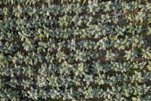 Aerial photographic documentation of a field planted with hunchback thistle winter vegetables 