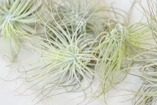 Green tillandsia air plants on a white background