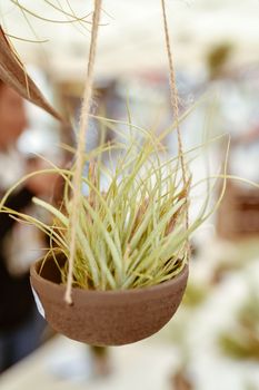 Green tillandsia air plants hanging in a pot