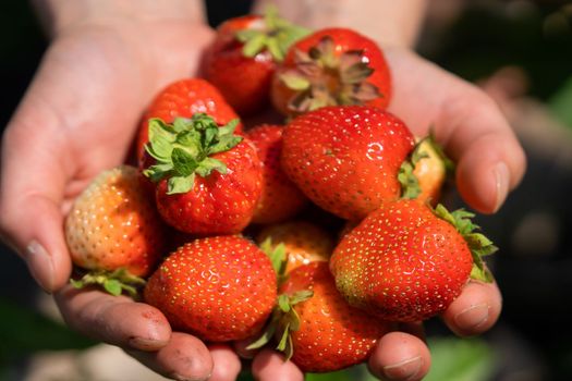 Female hands hold a handful of juicy ripe red strawberries, the girl harvests berries in her garden.