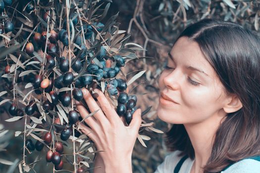 Young girl holds in her hands a branch with juicy ripe black olives at sunset, a woman is engaged in farming and gardening, develops a plantation of olive trees during the harvest, close up view.