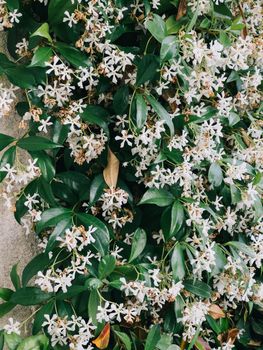Hedge of white blooming jasmine on the wall of a building. High quality photo