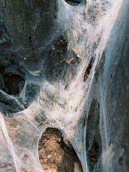 Thick white web covers many caterpillars. Close-up. High quality photo